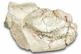 Fossil Oreodont (Leptauchenia) Partial Skull - South Dakota #284207-1